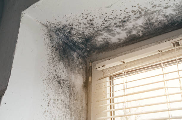 Trusted Crawl Space Mold Removal service in Greensboro, NC - Cheap Mold Removal